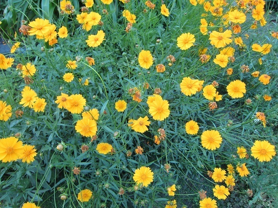 ran180522_5s.jpg
