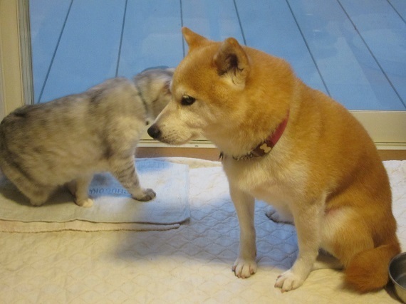 犬と歩けば猫にあたる モモを煙たがる茶子