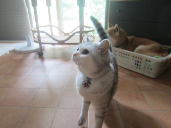 犬と歩けば猫にあたる 強風 時々雨