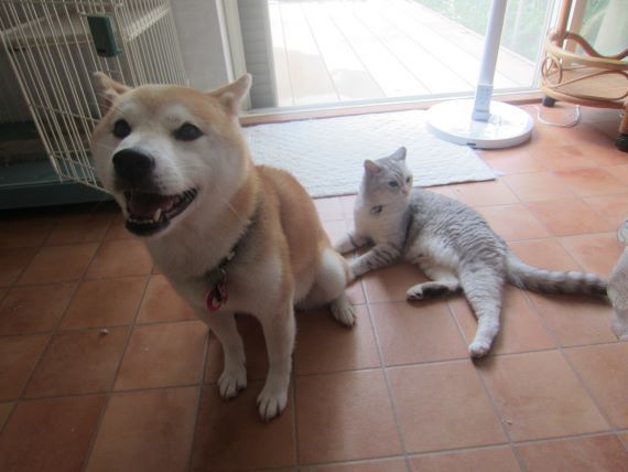 犬と歩けば猫にあたる 涼しい扇風機