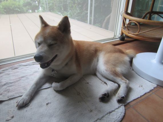 犬と歩けば猫にあたる ああ 涼しい